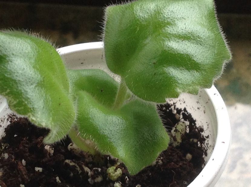  - LE Parisznije Tainy sport