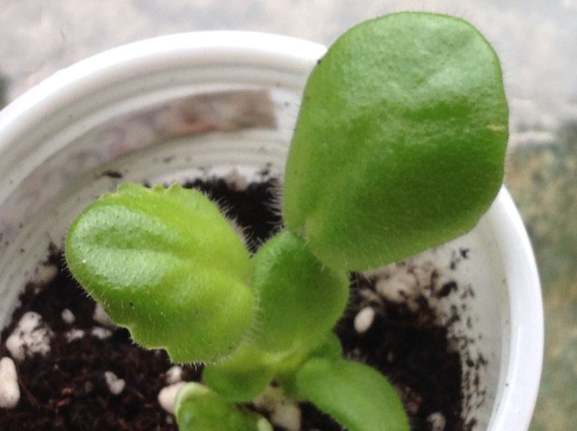  - PT Tsarskaia Osoba sport