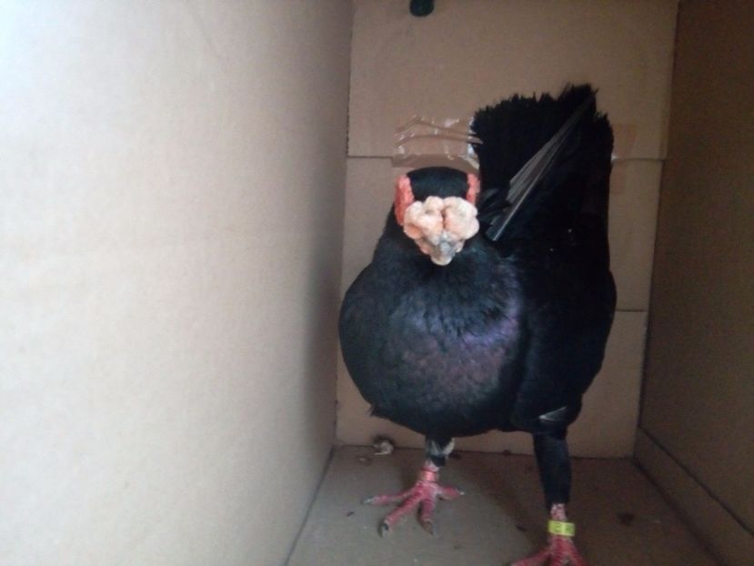 M - Indian german 2018