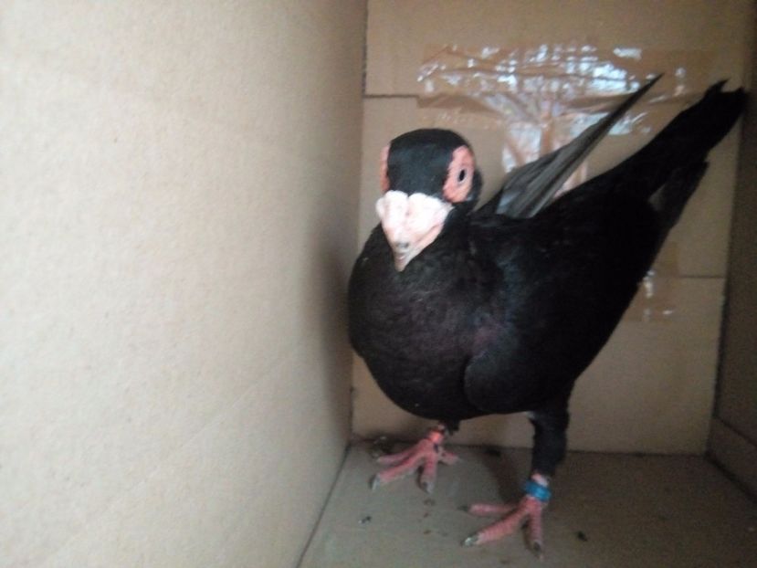 F vândută - Indian german 2018