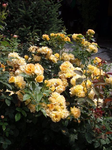  - Hansestadt Rostock