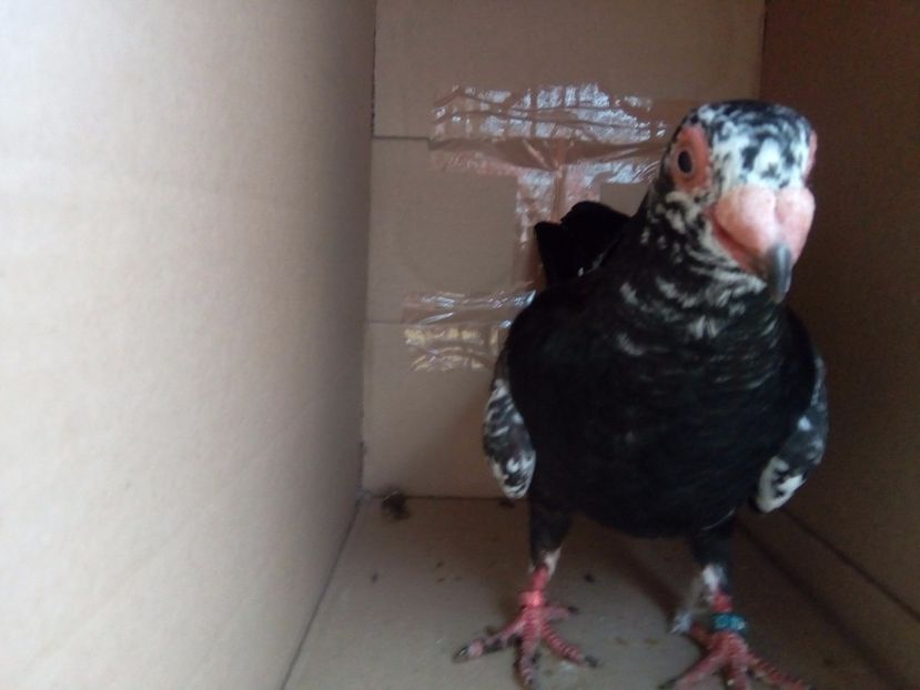 M - Indian german 2018