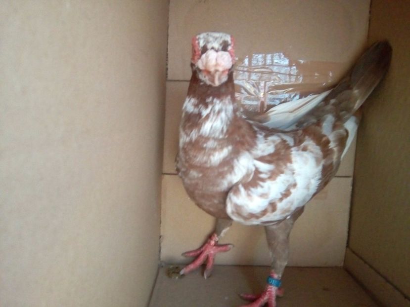 M - Indian german 2018