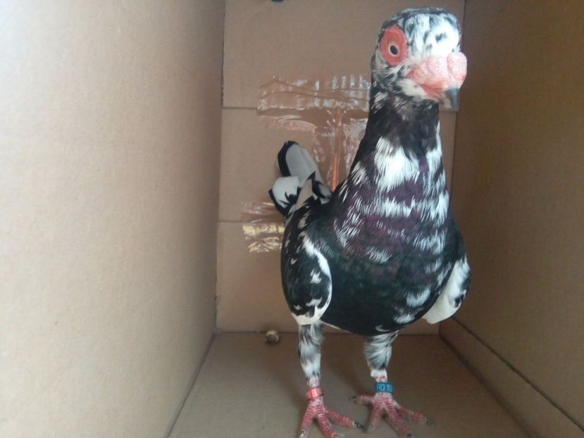 F - Indian german 2018