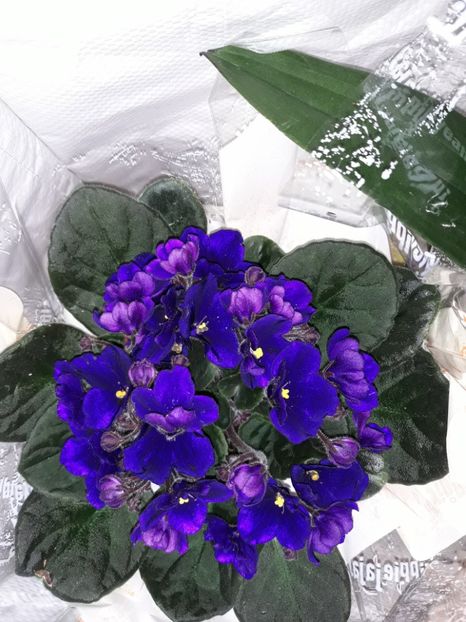  - Violete Africane