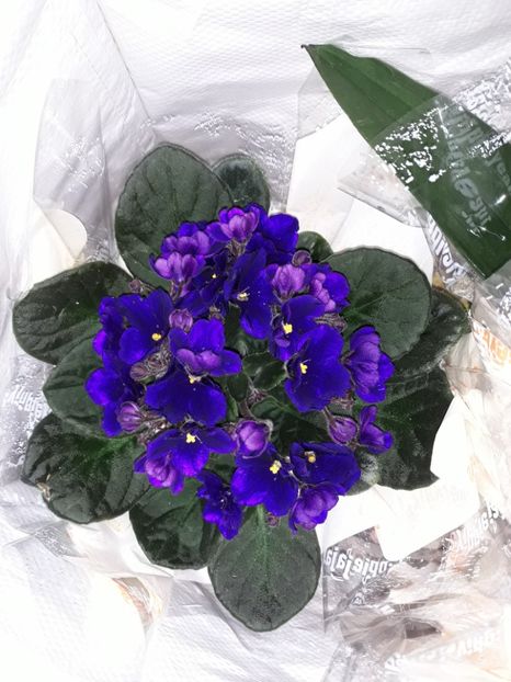  - Violete Africane