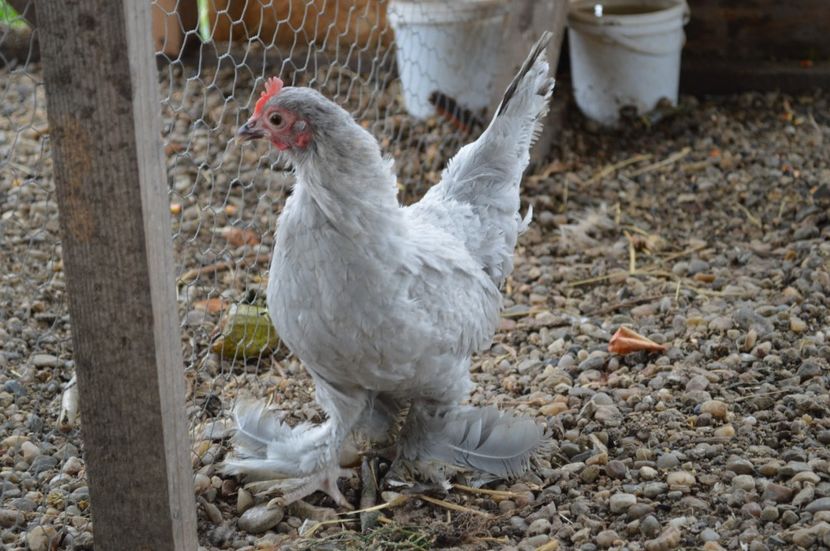  - b Mii de flori albastru