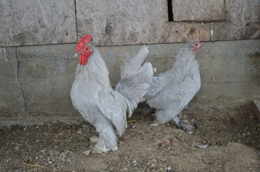  - b Mii de flori albastru