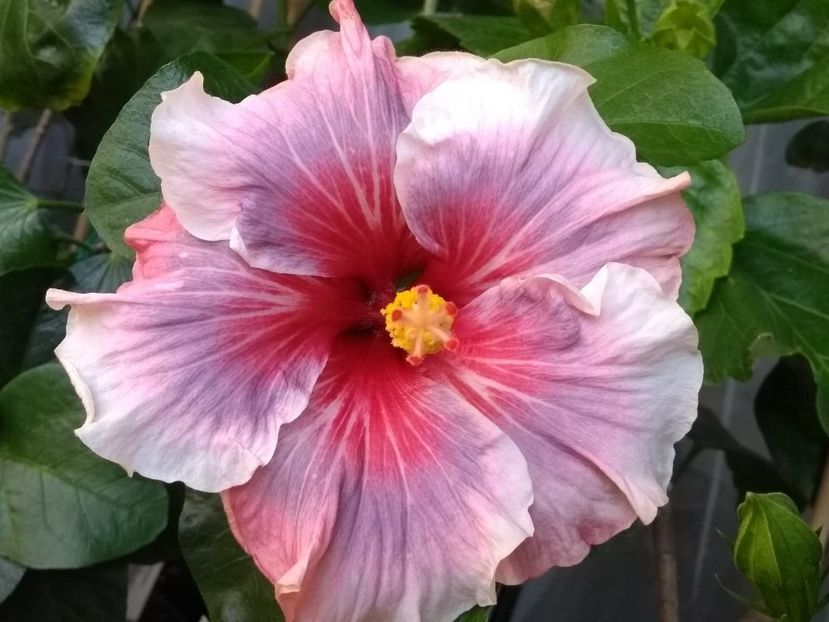 Laura Petiet - 0Hibiscus in colectie infloriti