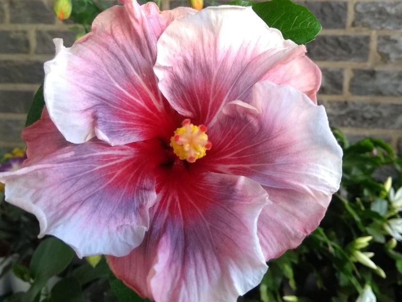 Laura Petiet - 0Hibiscus in colectie infloriti