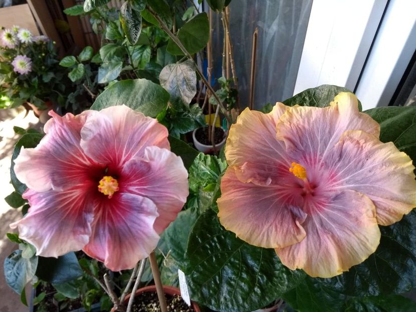 - 04Hibiscus