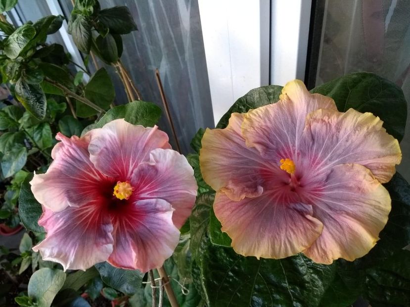 - 04Hibiscus