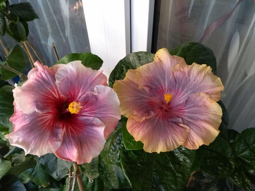  - 04Hibiscus