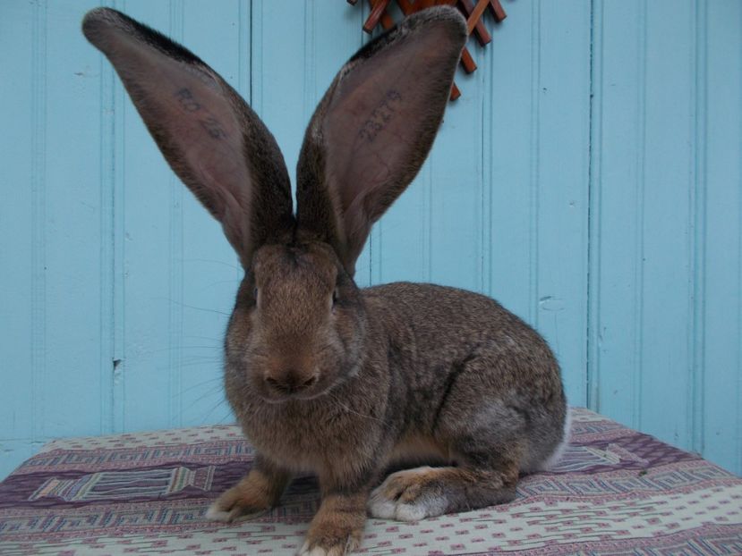 4 luni - MASCUL 2 GRI