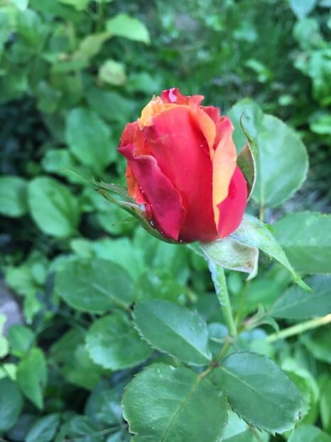 Cherry brandy - Trandafiri 2018 ll