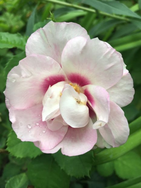 Eyes for tou - Trandafiri 2018 ll