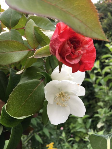  - Trandafiri 2018 ll