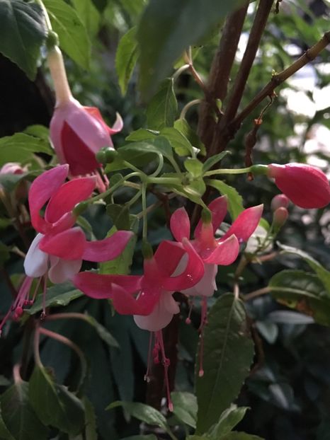 Necunoscut și Dancing flame - Fucsii 2018