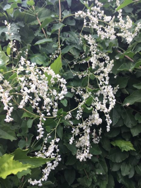 4A40FD95-46C7-4FC0-A61C-C2386D294FD9 - Arbuști 2018