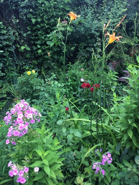 2485D97C-C9BF-4451-A35F-CEE5A1F5D9D1 - Flori de vara 2018