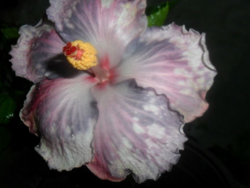  - Snow on the Mountain