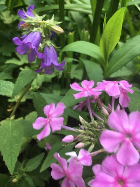 62C16E25-D719-4B82-B425-E77F6EFC4B4E - Clopotei