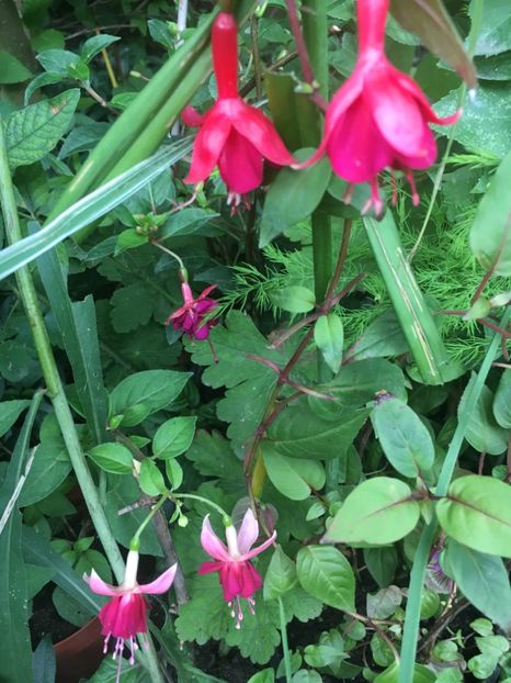 Marinka și Paula jane - Fucsii 2018