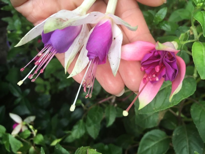 carmel Blue și Bella e - Fucsii 2018