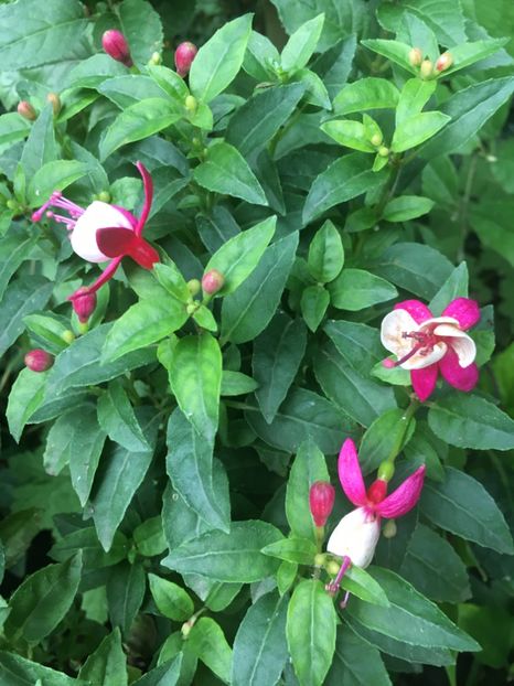 Necunoscut - Fucsii 2018