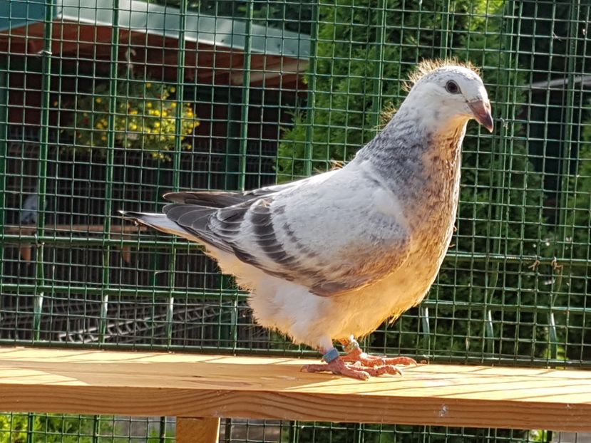 F-2018-4023 - 0-VRdF-TINERET-2018