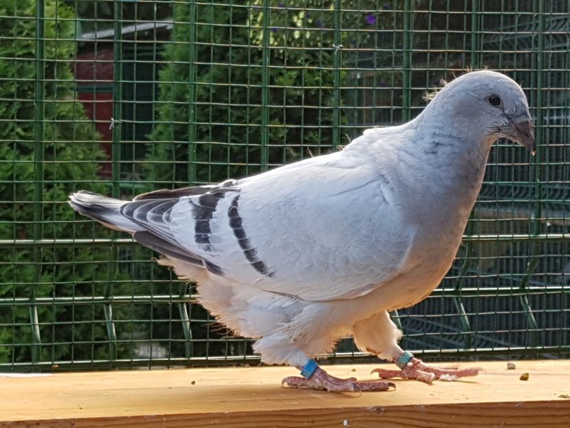 F-2018-4431 - 0-VRdF-TINERET-2018