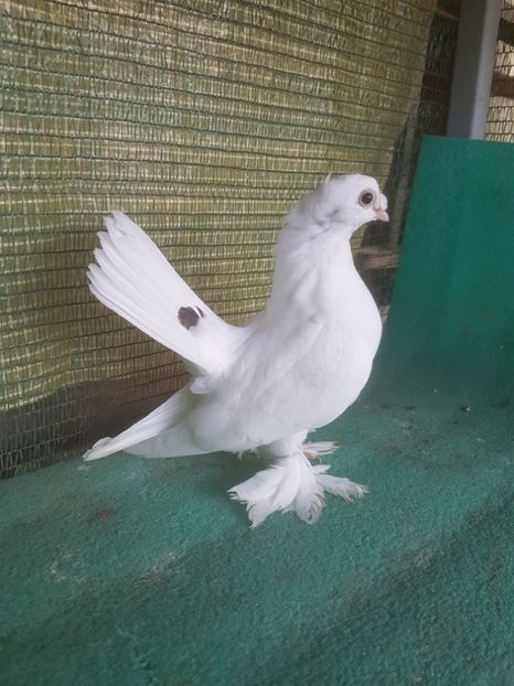 F 5925, 2018 - au fost VANDUTI