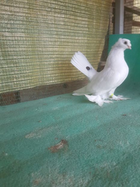 F 5925, 2018 - au fost VANDUTI