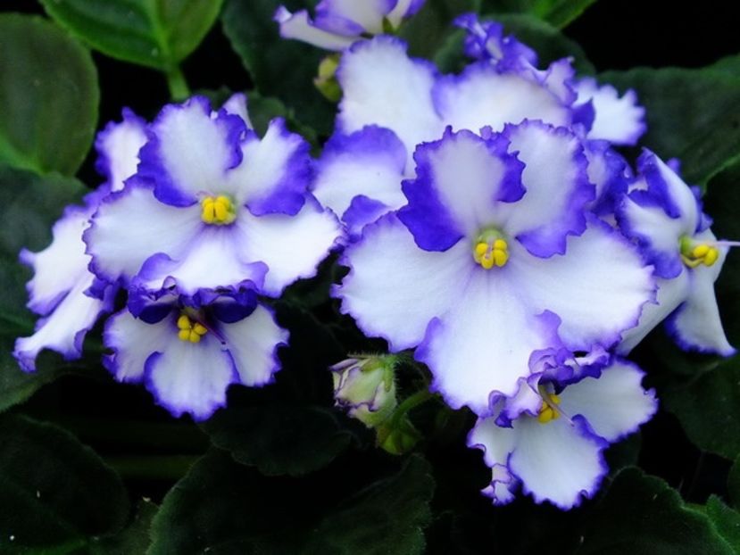 Chico - AA Violete in colecție poze net