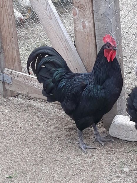  - Australorp 2017