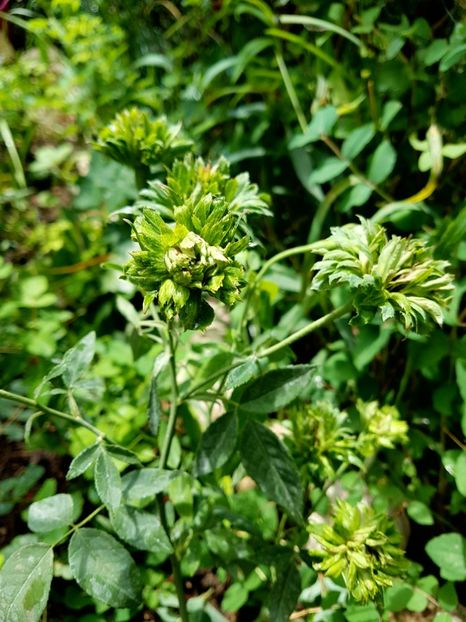  - TRANDAFIR VIRIDIFLORA