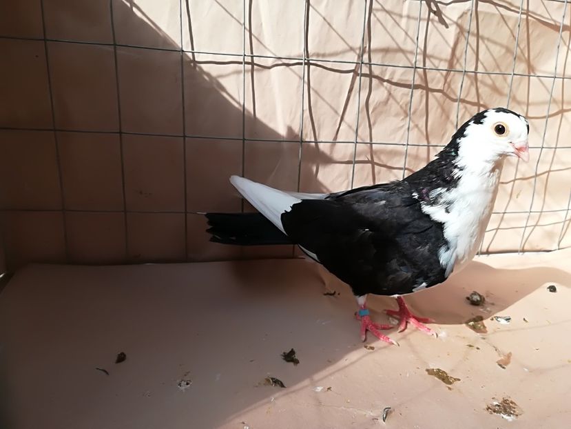 M 2018 06933 - porumbei care mi-au apartinut