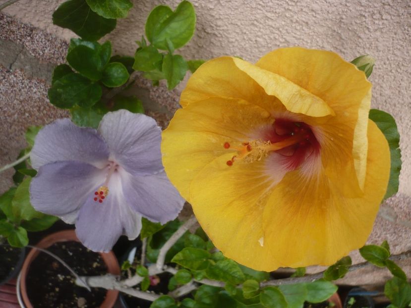 28.06.2018 - HIBISCUSI 2018-2