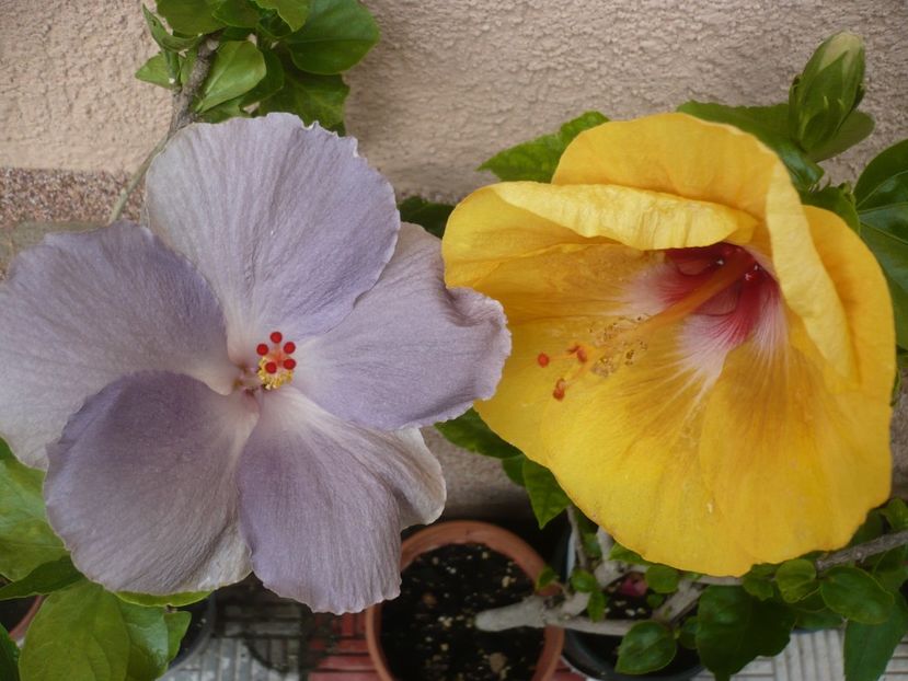 P1380357 - HIBISCUSI 2018-2