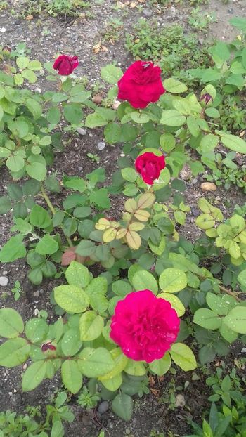  - Tess of the D Urbervilles-englezesc