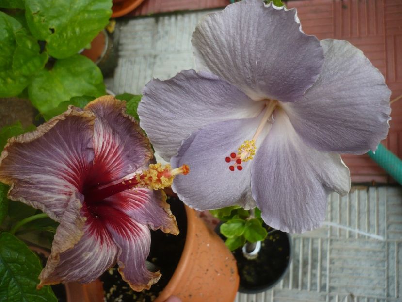 P1380359 - HIBISCUSI 2018-2