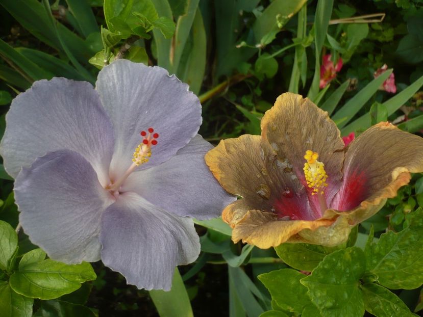 P1380361 - HIBISCUSI 2018-2