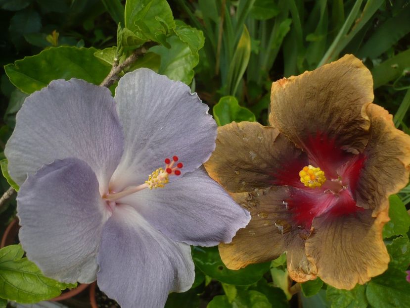 P1380362 - HIBISCUSI 2018-2