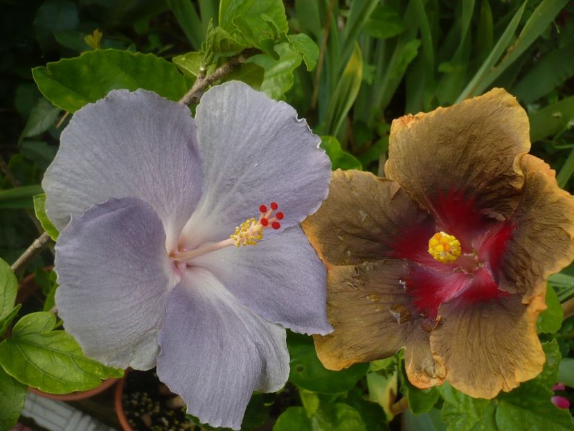 P1380363 - HIBISCUSI 2018-2