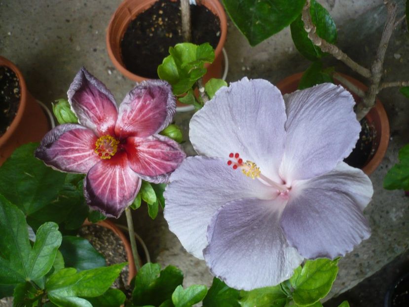 P1380365 - HIBISCUSI 2018-2