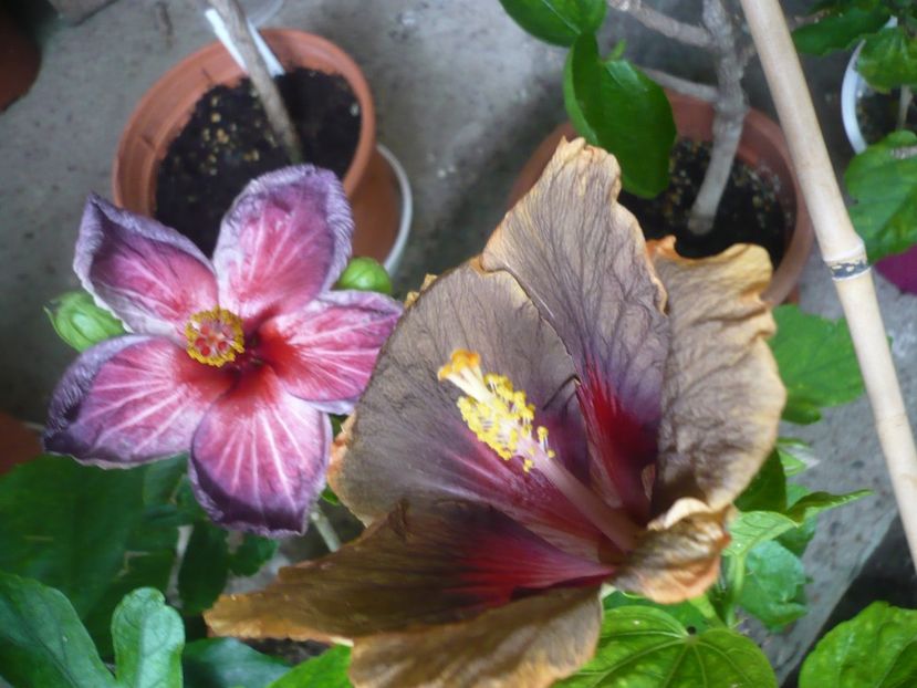 P1380367 - HIBISCUSI 2018-2