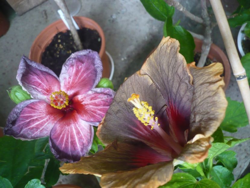 P1380369 - HIBISCUSI 2018-2