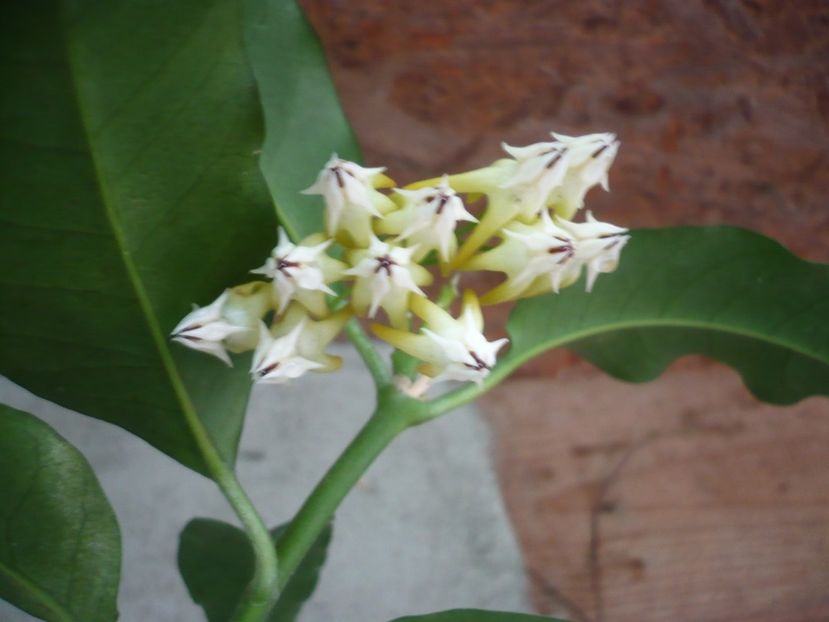 28.06.2018 - HOYA 2018-1