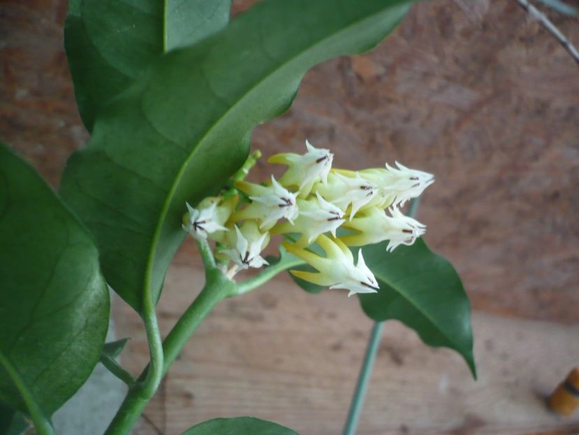 P1380371 - HOYA 2018-1