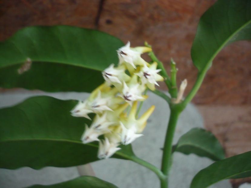 P1380373 - HOYA 2018-1